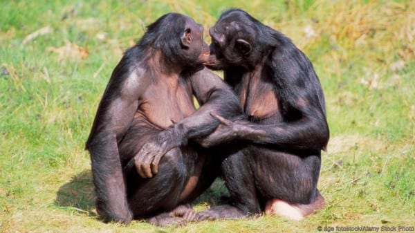 Bonobos (image courtesy of BBC)