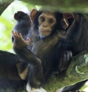 Primates and Poverty Alleviation