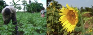 Summer Sunflowers for Sustainable Development!