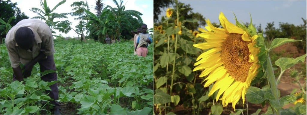 Village Enterprise business owners and sunflowers