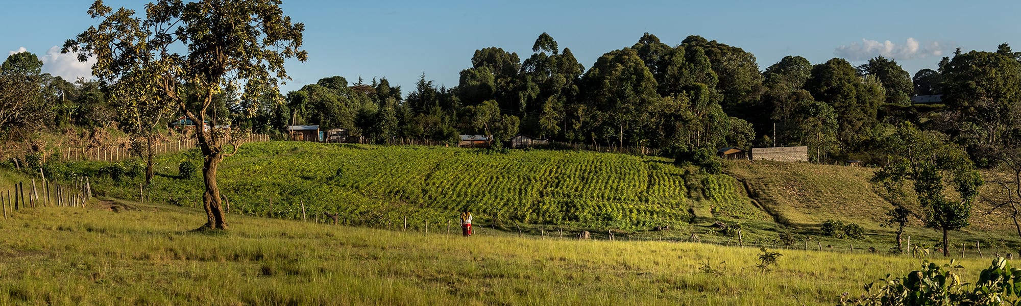 Trees and fields