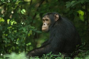 New funding to train 1,890 entrepreneurs, reduce extreme poverty, and protect endangered chimpanzees in Uganda