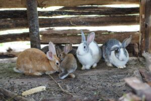 A Hare-Raising Success Story