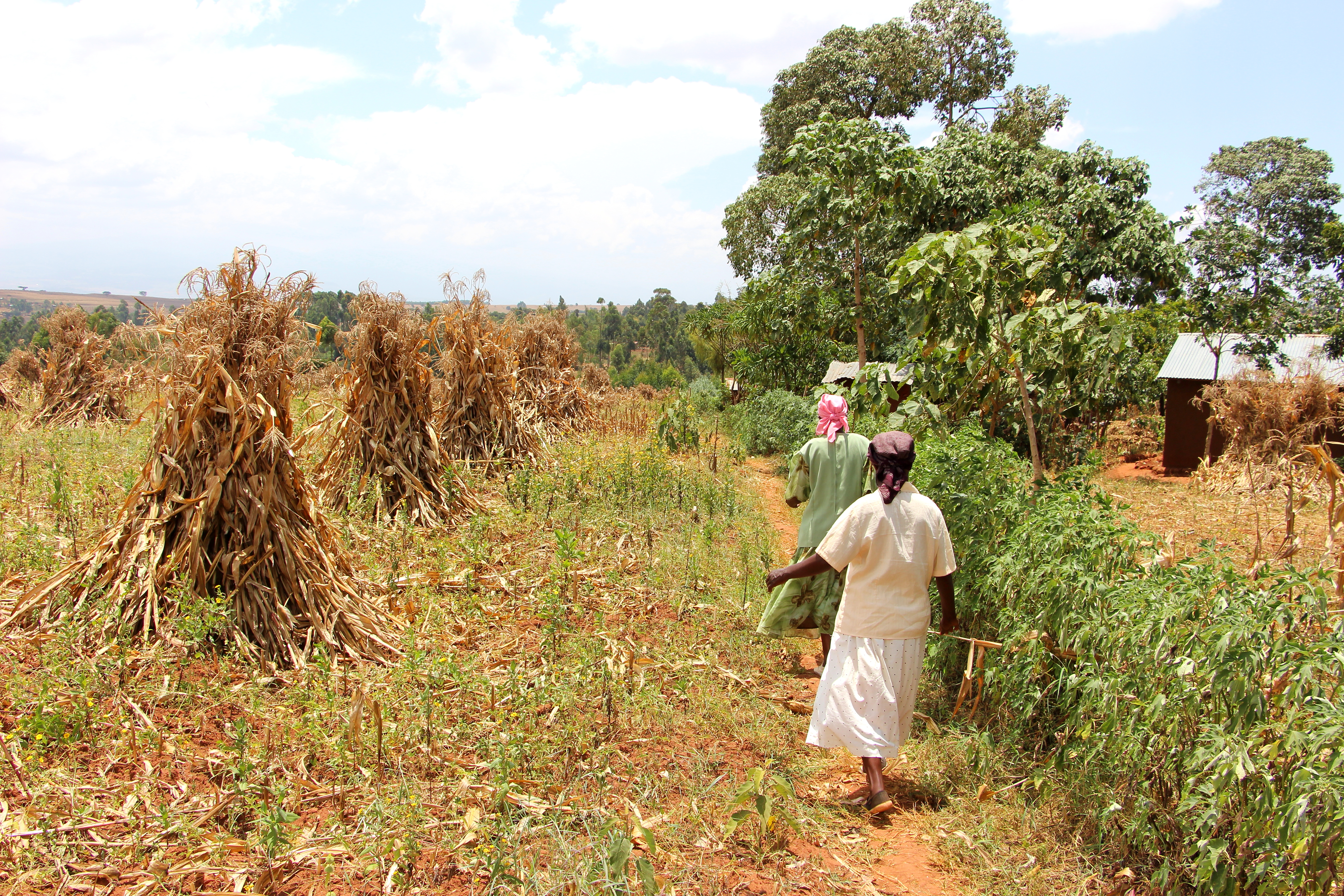 Two Village Enterprise business owners in their drying maize fields.