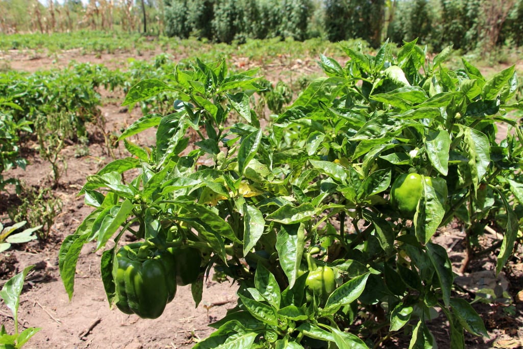 peppers growing in a field