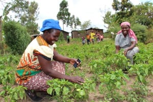 two African women picking plants in a field