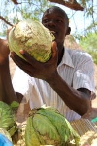 Business owner Stephen sells cabbages to eager customers